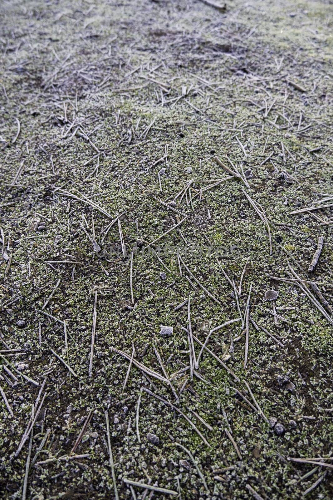 Detail of the ground of a frozen forest in the middle of cold winter, nature