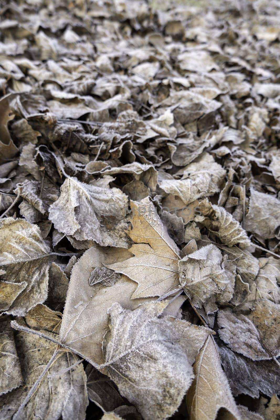 Detail of dry tree leaves on a cold winter day, ice and snow