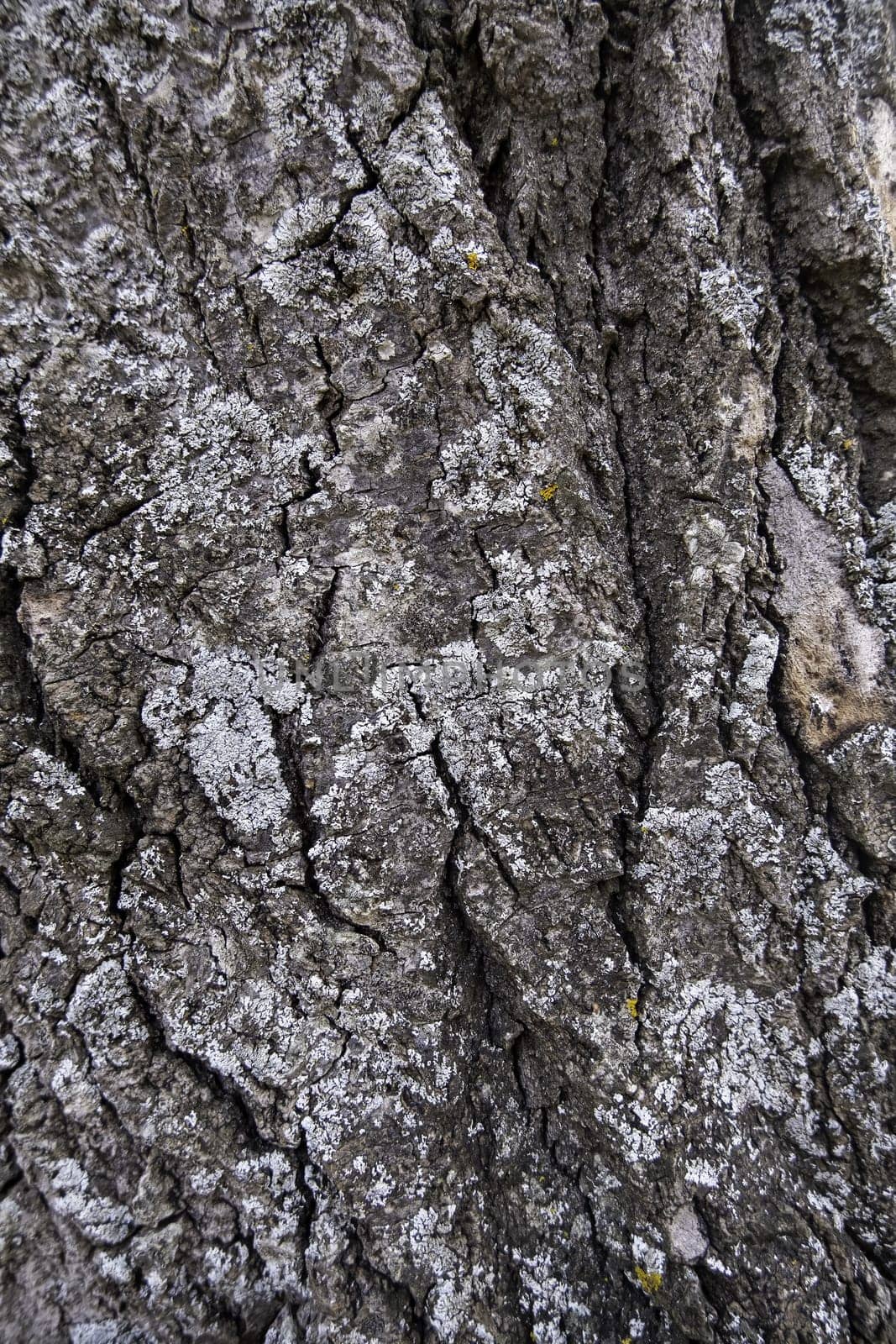 Textured tree background detail, nature in a forest