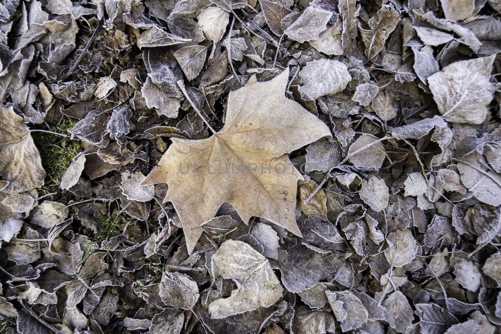 Detail of dry tree leaves on a cold winter day, ice and snow