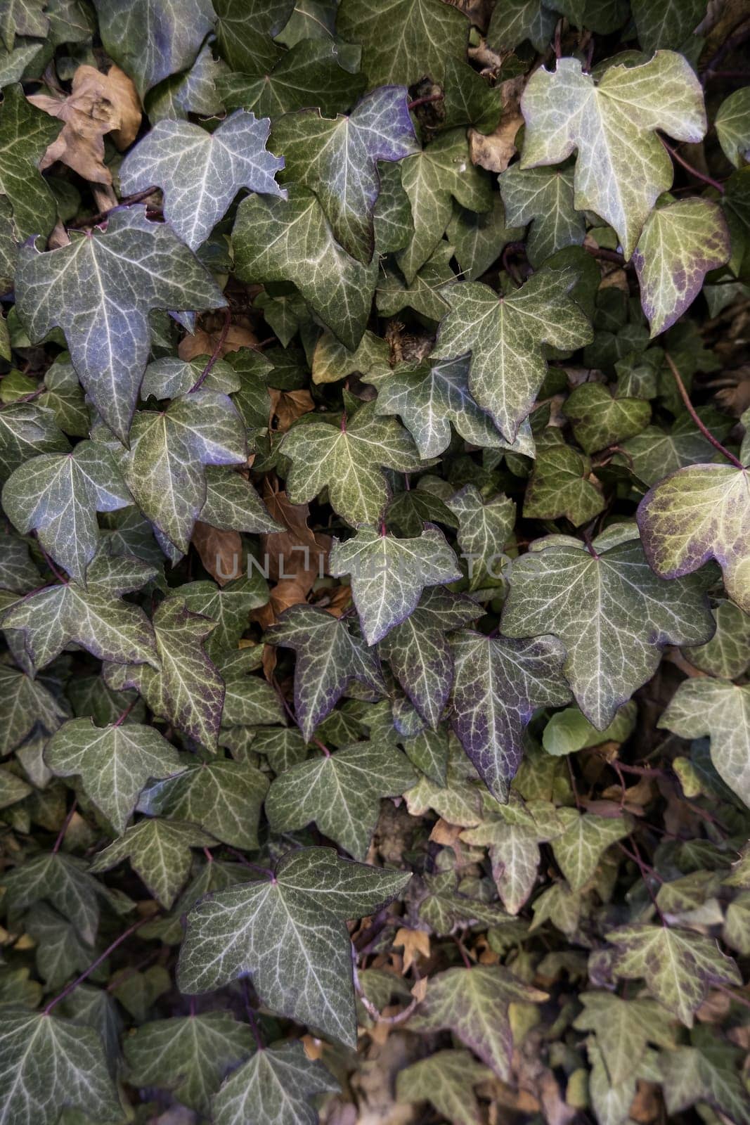 Background detail of decorative green plants, nature and life