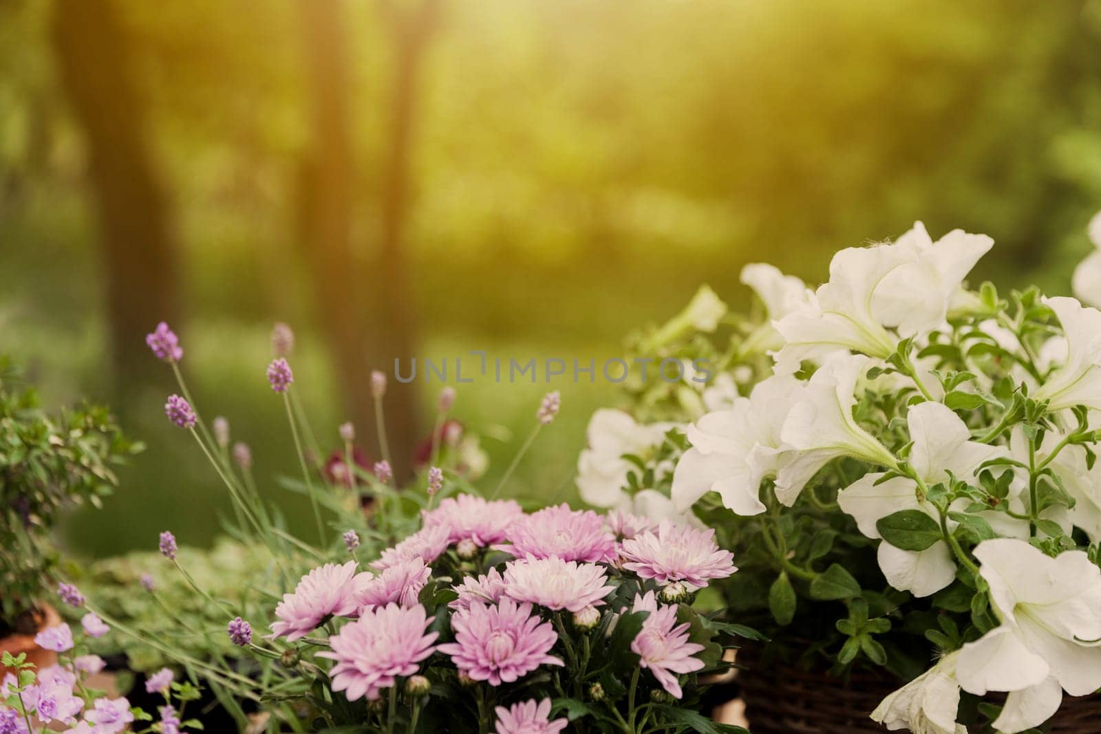 Different blooming flowers and herbs on green garden trees background. Hobby concept with flowerpots on wooden deck terrace on sunny garden. Floral design for home landscape and decorating of house