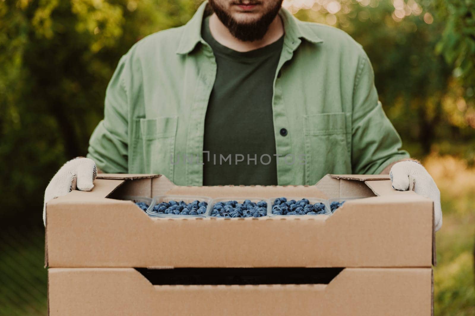 Male farmer hands take and hold cardboard box from stack full of plastic containers with large blueberries. Berry shipping, cultivating, delivery concept. Worker showcase and show collected product