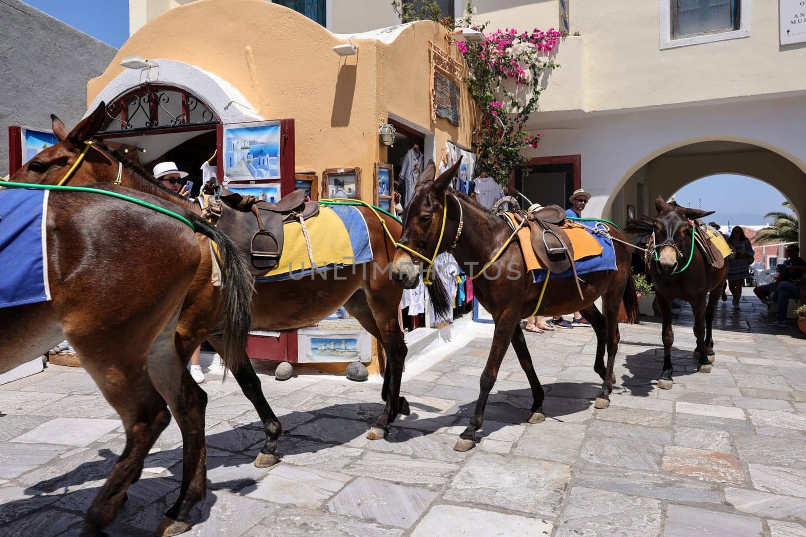 Oia, Santorini, Greece - July 3, 2021: Donkeys on the streets of Oia on the Santorini island. Greece