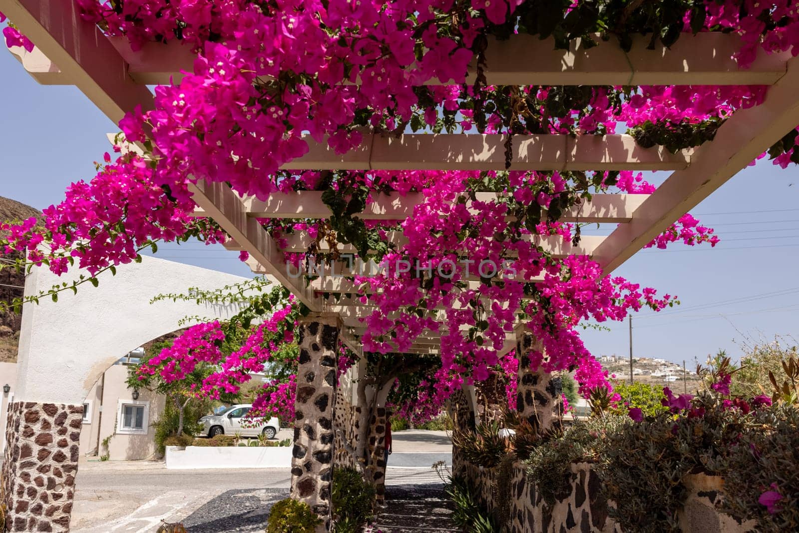 Blooming red bougainvillea flowers in Santorini island.