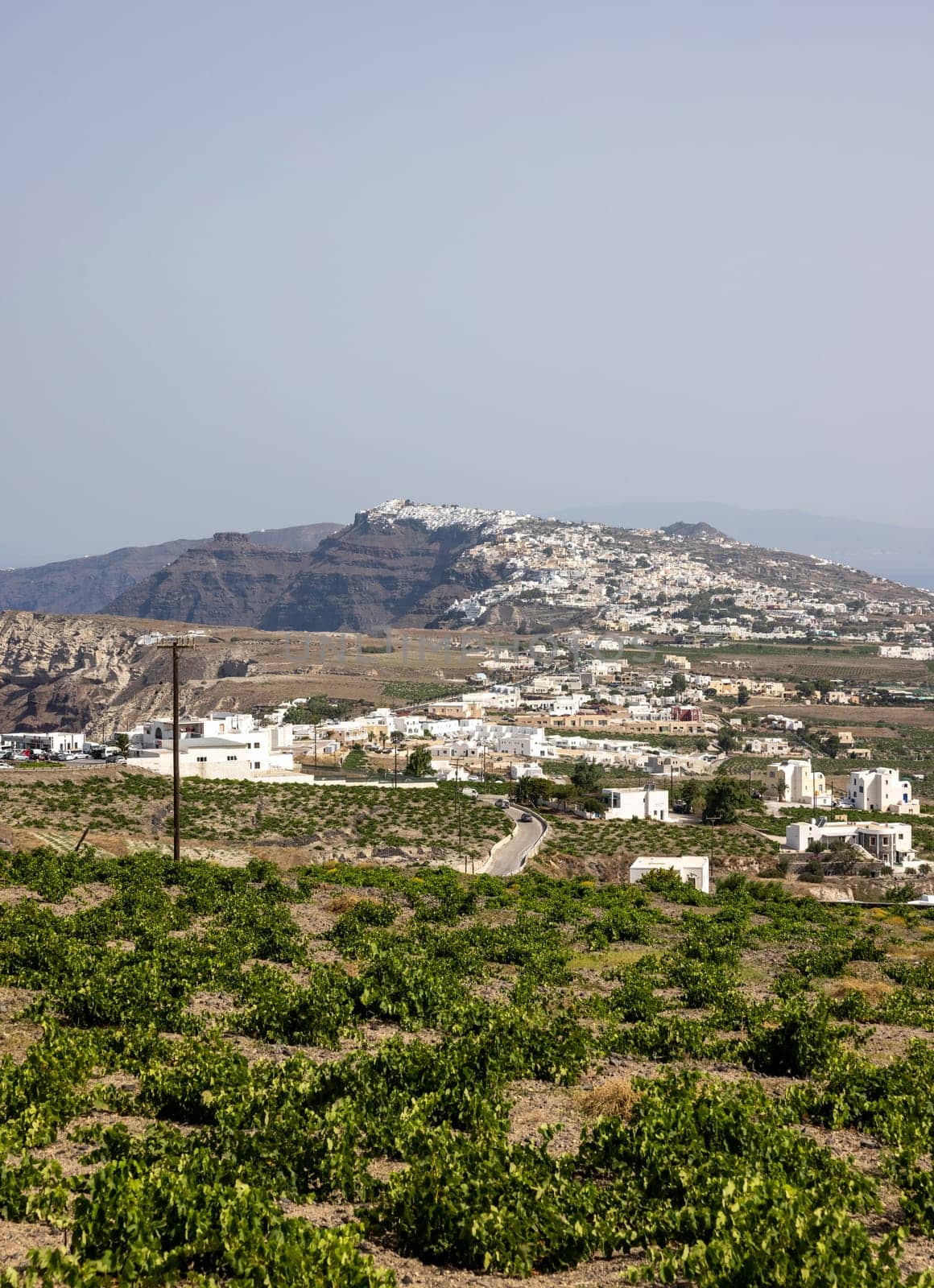 Assyrtiko - indigenous wine grape in wineyard on Santorini Island, Greece