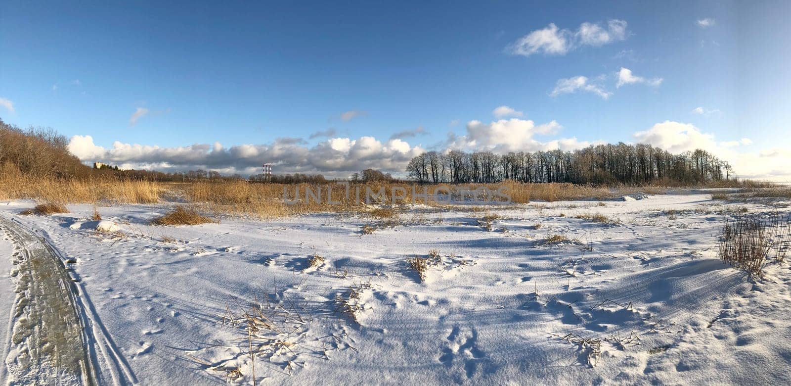 Snowy lake shore panorama, snow reeds trees blue sky sunny day landscape