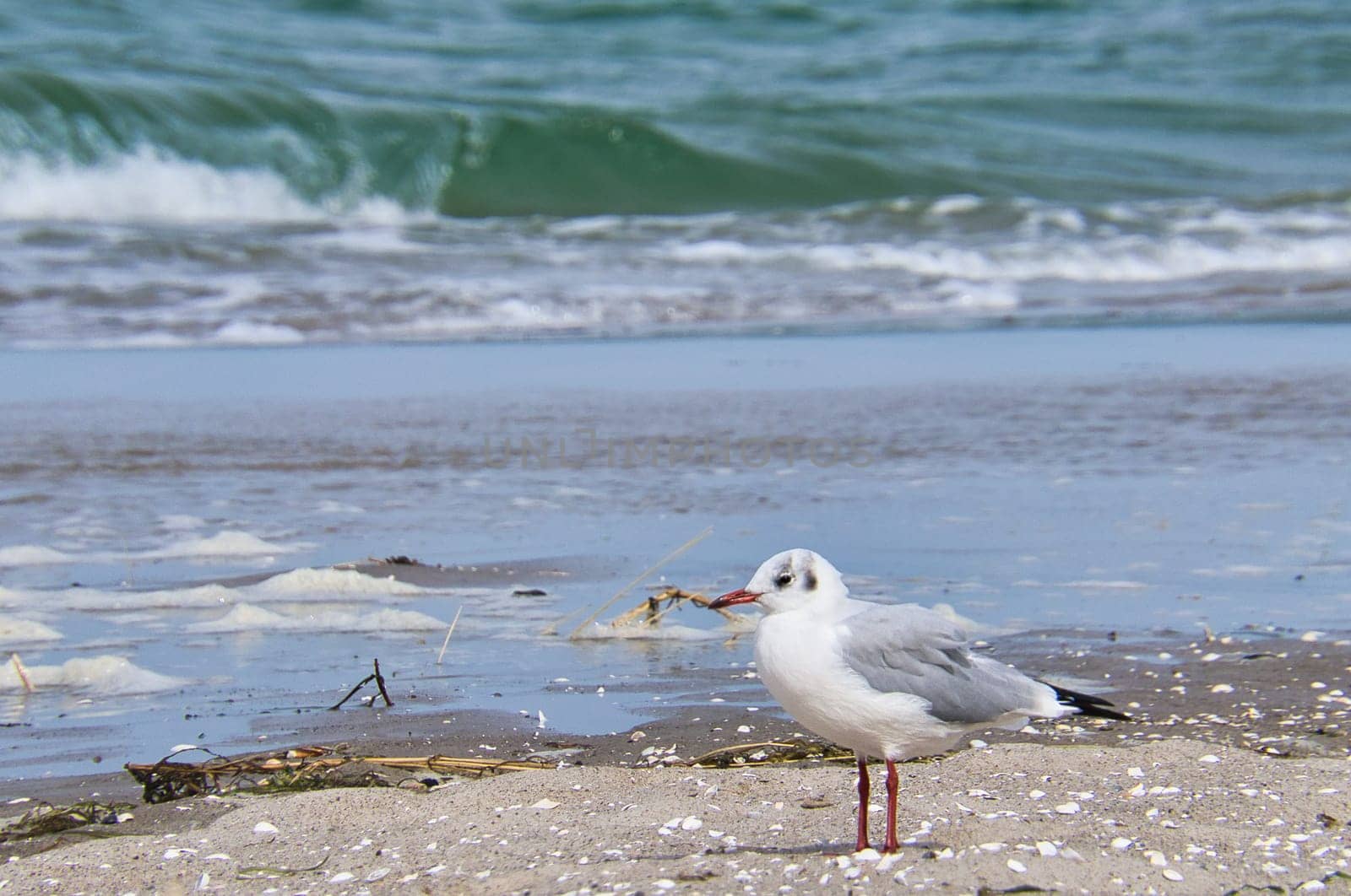 Seagull on the beach in Zingst. Bird running through the sand on the seashore. Animal photo from the Baltic Sea