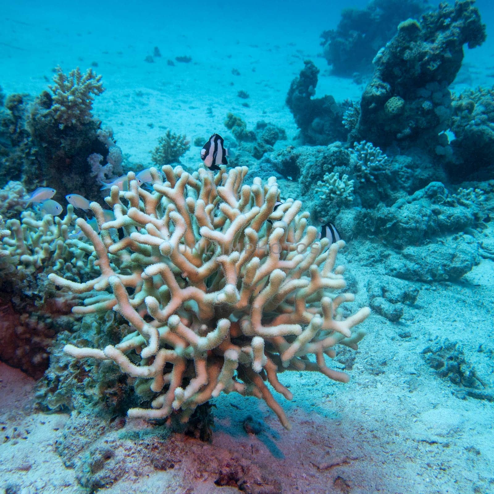 Colorful, picturesque coral reef at sandy bottom of tropical sea, stony coral and fishes dascyllus, underwater landscape