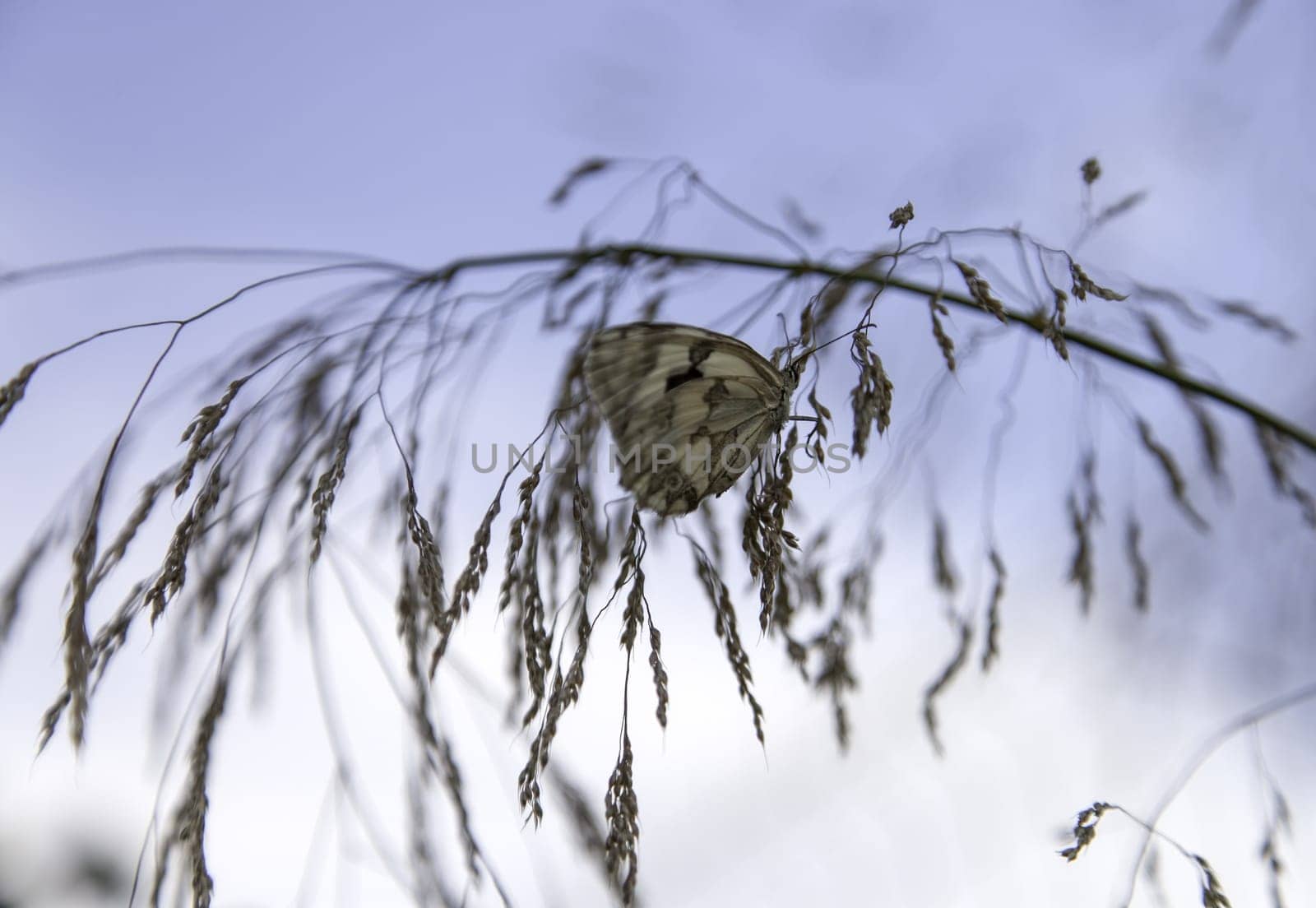 Detail of insect in nature, natural beauty