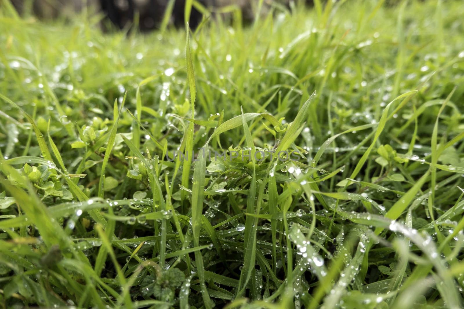 Detail of wet grass on a rainy winter day, nature and environment