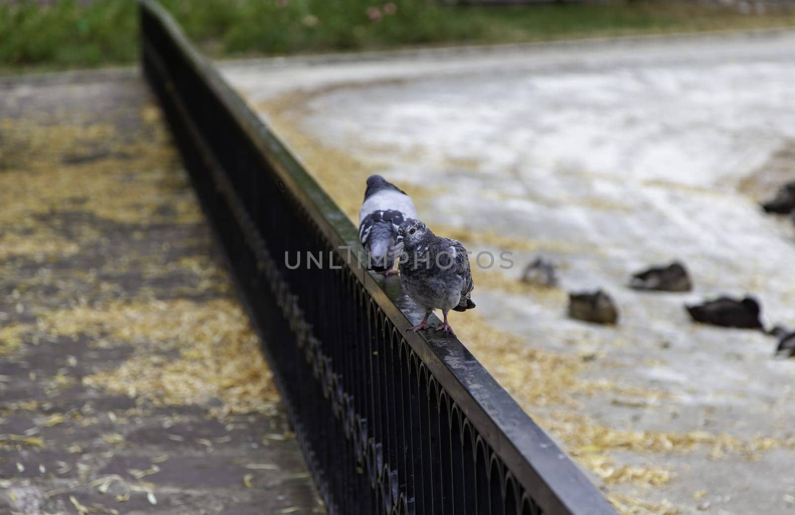 Detail of wild birds in the city, fauna