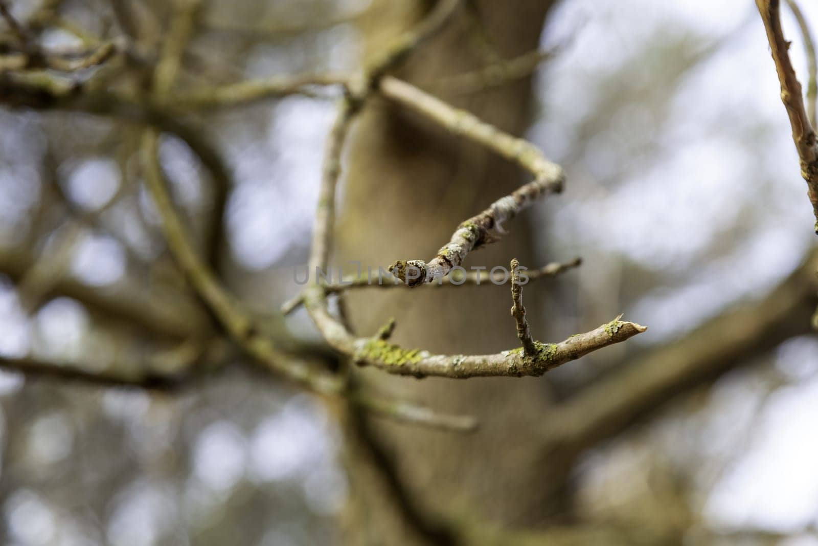 Detail of old dry tree branches in a forest in nature