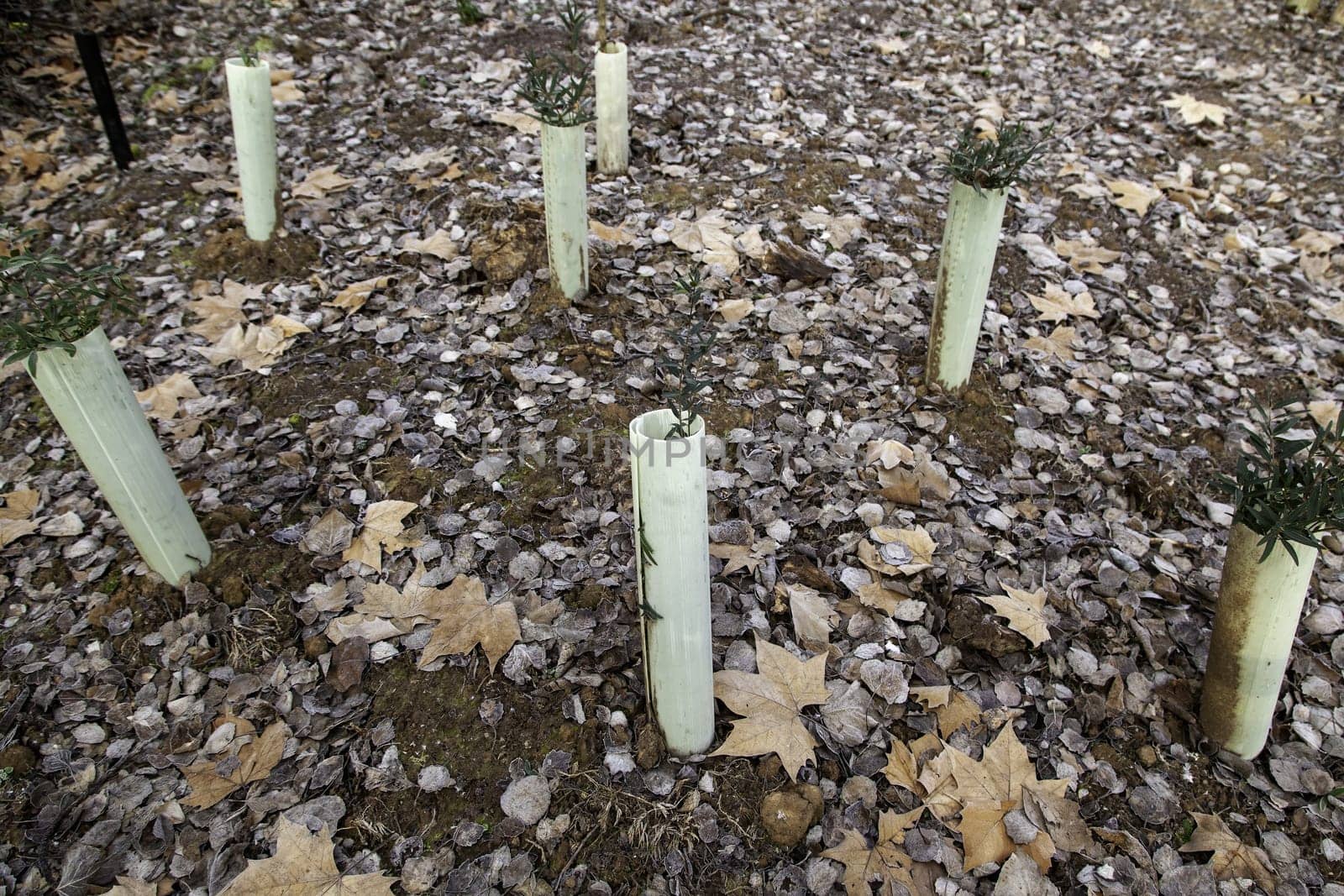 Detail of artisan cultivation of olive trees for the production of olive oil in Spain