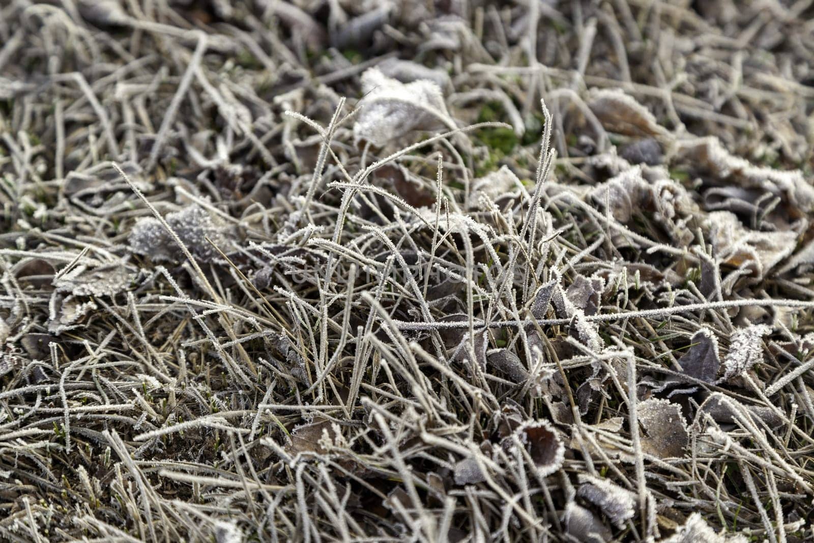 Detail of the ground of a frozen forest in the middle of cold winter, nature