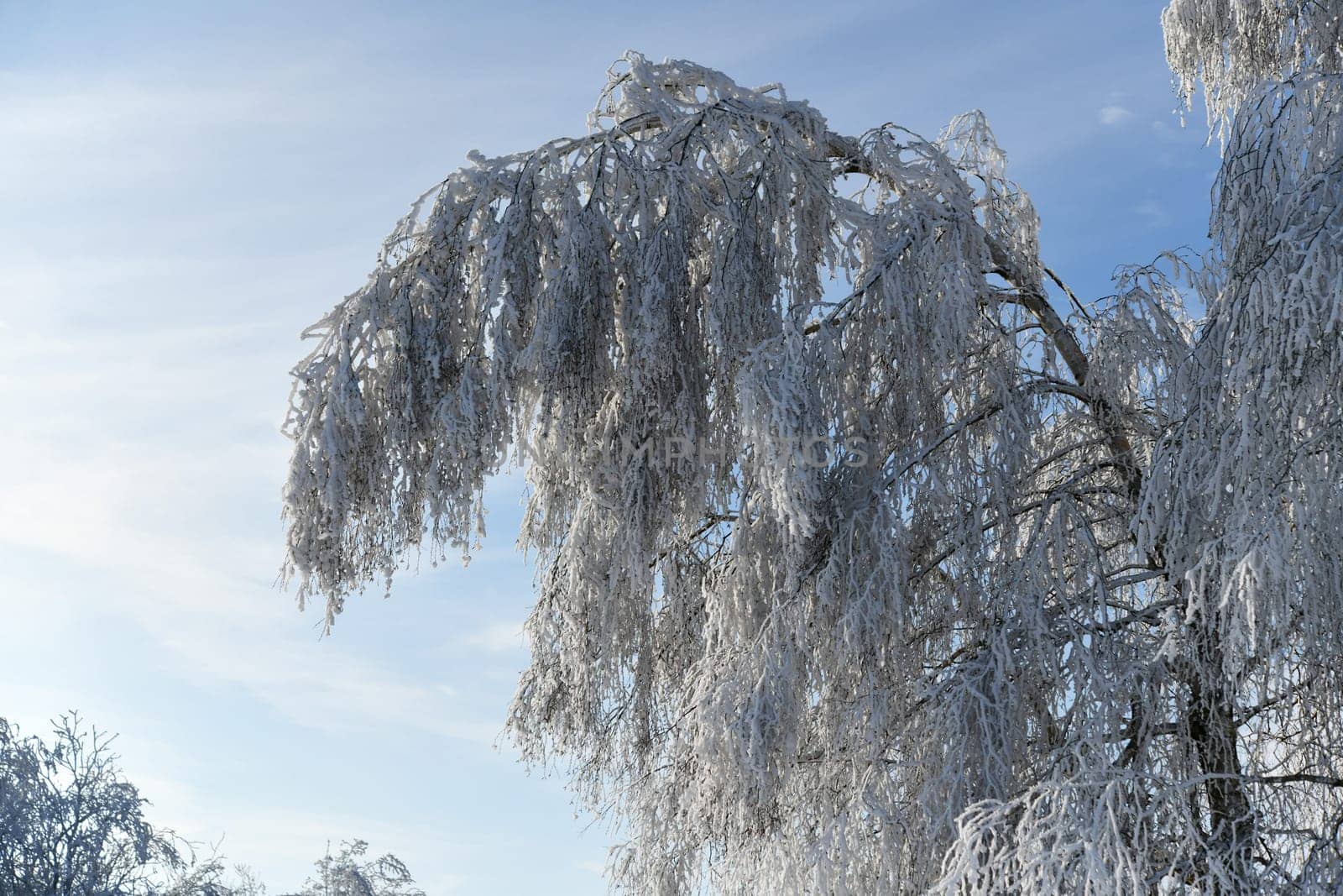 white snowy branch in freezing temperatures