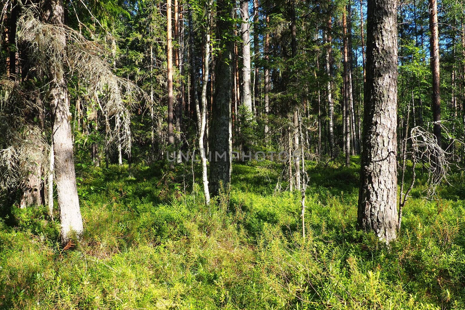 Taiga biome dominated by coniferous forests. Picea spruce, genus of coniferous evergreen trees in the Pine family Pinaceae. Russia, Karelia, Orzega. Dense forest. Terrible bowl. Wild deserted forest