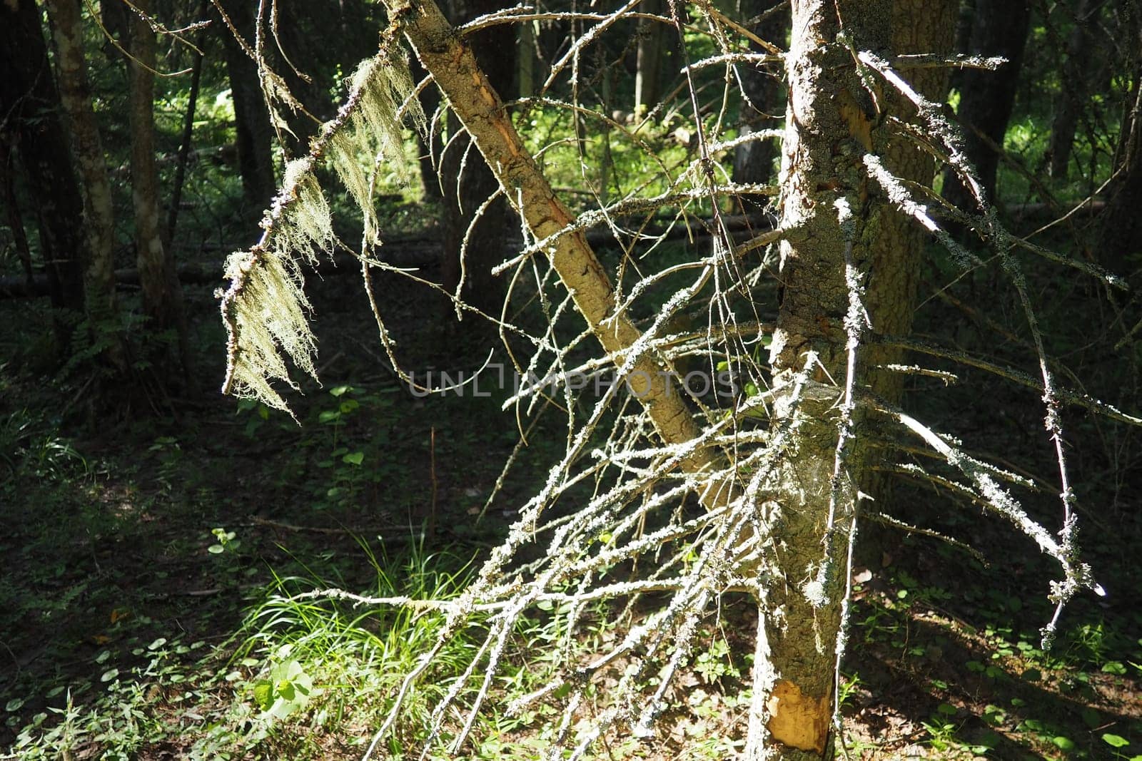 Taiga biome dominated by coniferous forests. Picea spruce, genus of coniferous evergreen trees in the Pine family Pinaceae. Russia, Karelia, Orzega. Dense forest. Terrible bowl. Wild deserted forest