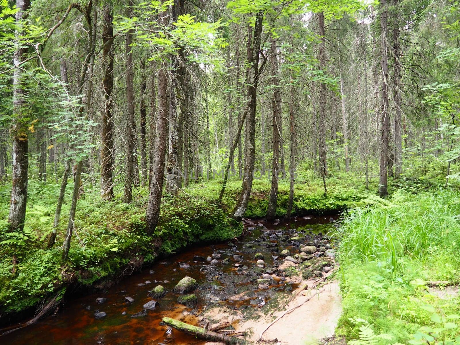 Taiga biome dominated by coniferous forests. Picea spruce, coniferous evergreen trees in the Pine family Pinaceae. Russia, Karelia. Forest river Orzega. Stone natural rapids, rusty ferruginous water