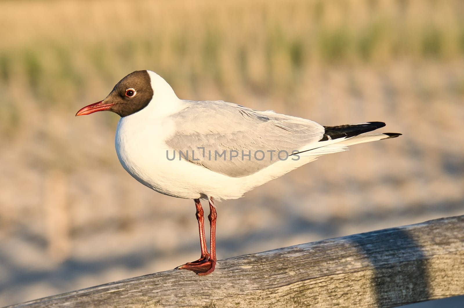 Laughing gull stands pier on the Baltic Sea by the sea. The bird looks into the sunset. The plumage in white and black. Animal photo of seagulls on the coast