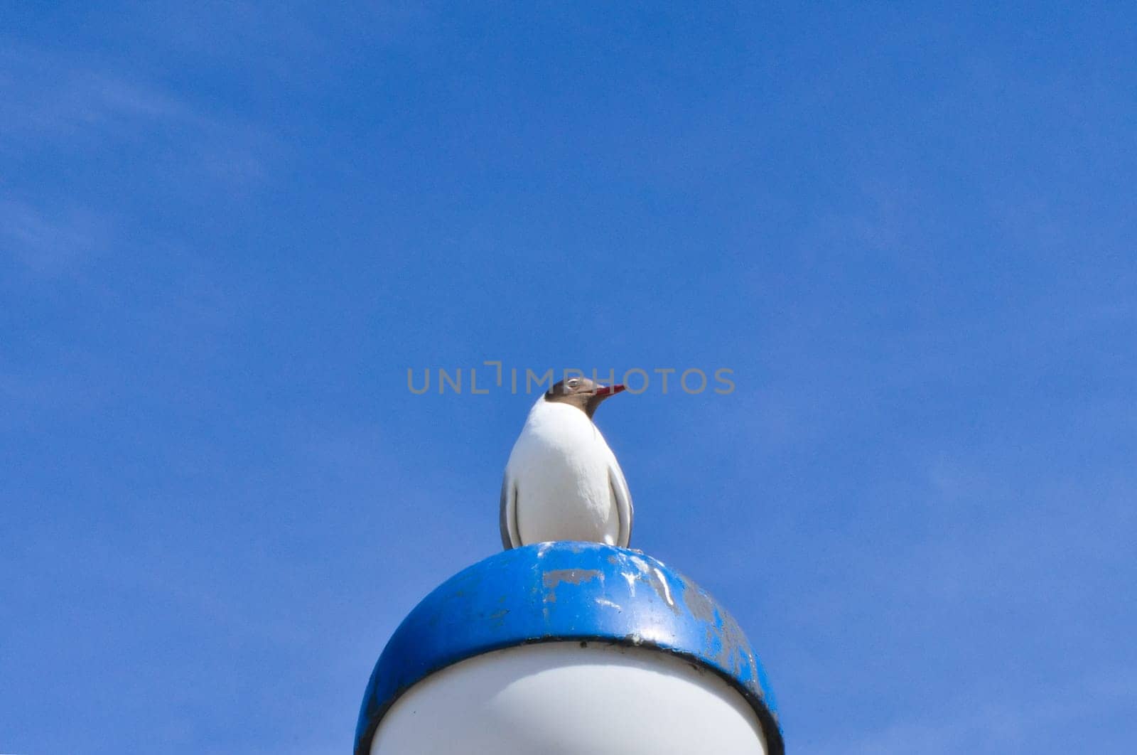Seagull standing on lampshade on the Baltic Sea by the sea. The bird looks into the sunset. The plumage in white and gray black. Animal photo of seagulls on the coast