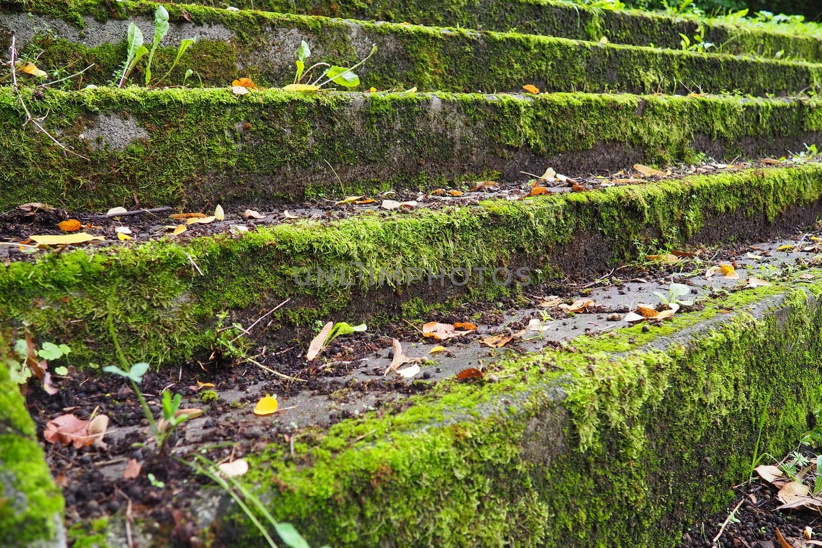 Outdoor staircase covered in moss, mold and other vegetation. Banja Koviljaca, Loznica, Serbia. Ruins of a building