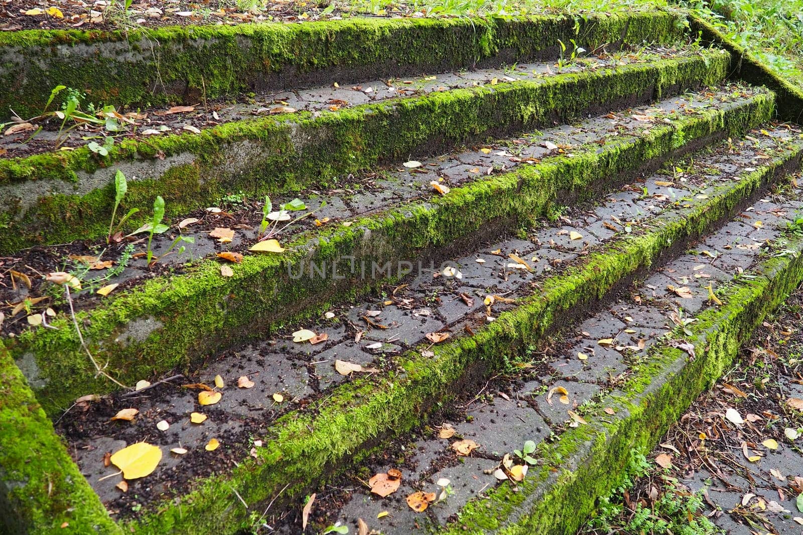Outdoor staircase covered in moss, mold and other vegetation. Banja Koviljaca, Loznica, Serbia. Ruins of a building