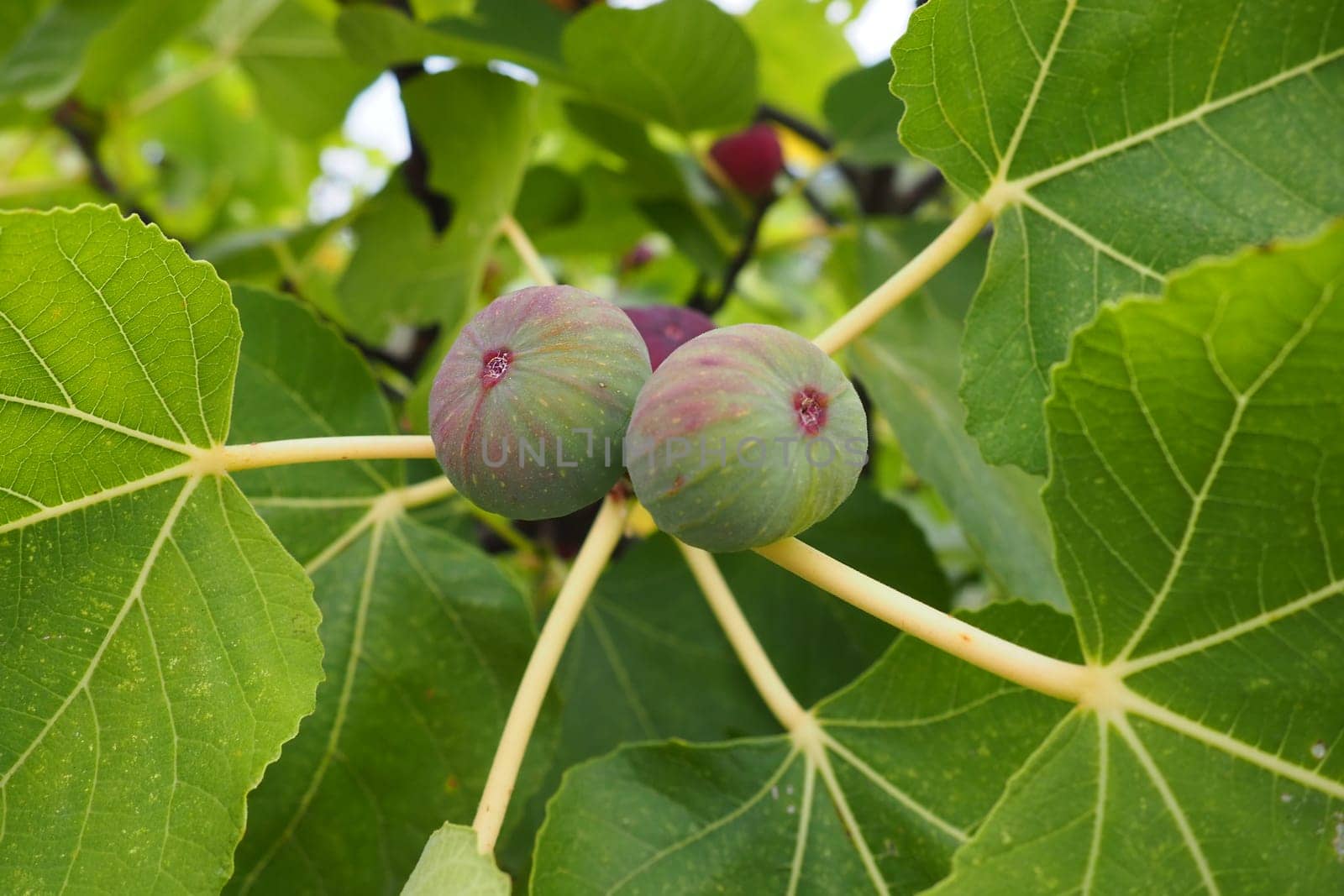 Fig, or fig tree, or common fig tree Ficus carica is a subtropical deciduous plant of the genus Ficus of the Mulberry family. Figs on a branch. Garden plants. Ripe green red fig in a garden or farm.