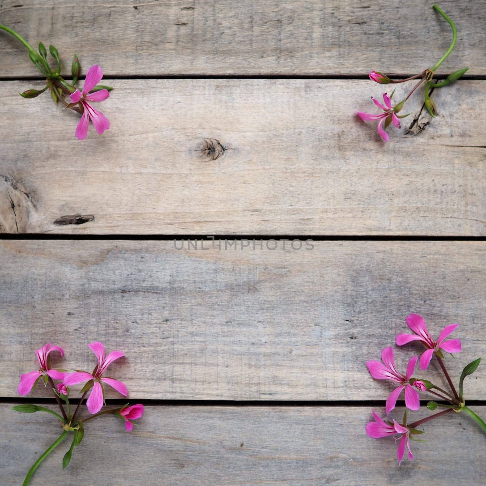 inflorescence of pink ivy geranium on a wooden background. Four beautiful inflorescence of pink ivy geranium are laid out on the table in the corners. Copy space. Free space for text. Postcard layout