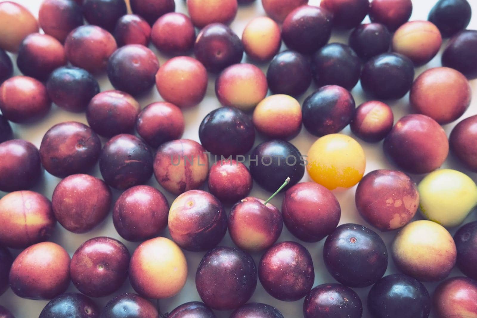 Cherry plum on a white background. A yellow-red cherry plum mix just removed from a tree. Delicious fresh plum berries. Appetizing large cherry plum for sale catalog. Food on a white background.