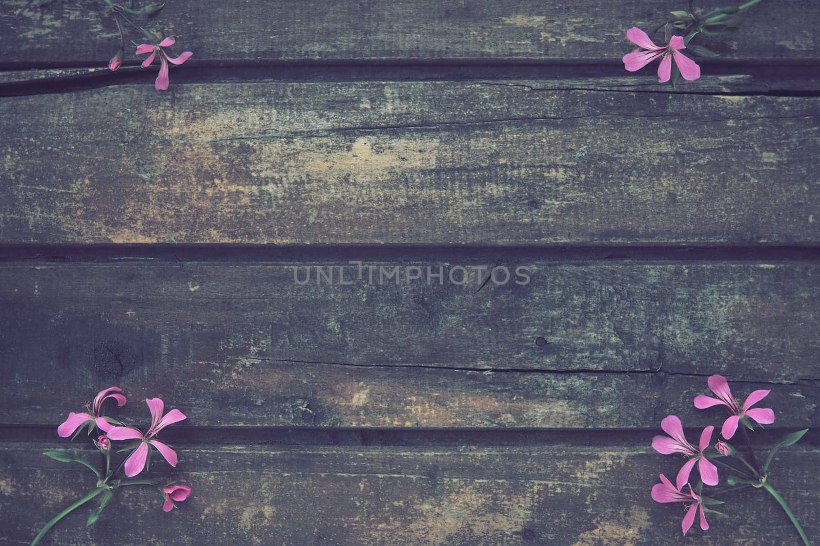 inflorescence of pink ivy geranium on a wooden background. Four beautiful inflorescence of pink ivy geranium are laid out on the table in the corners. Copy space. Free space for text. Postcard layout