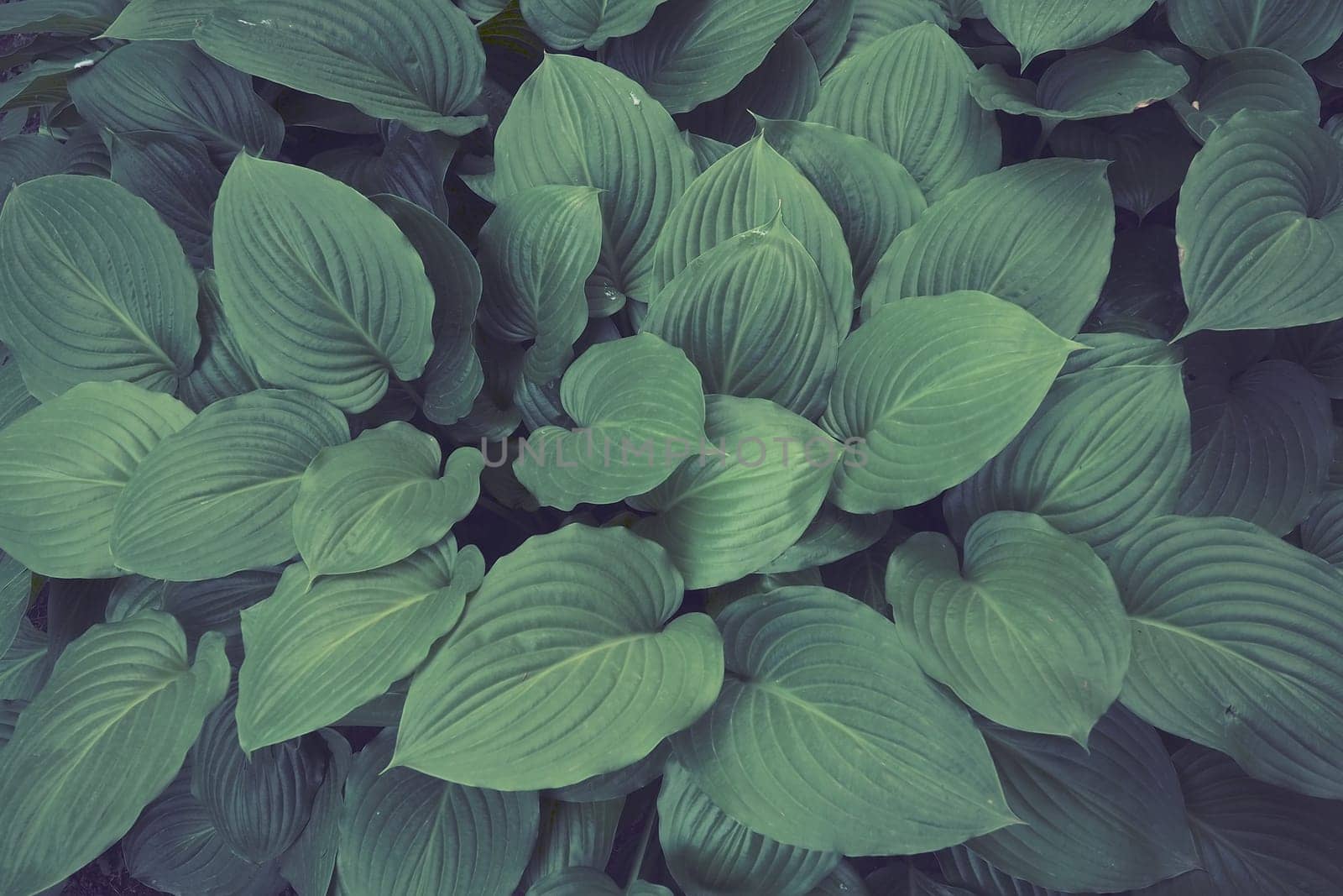 Hosta, a genus of perennial herbaceous plants of the Asparagus family. Horticulture and landscape design. Shade-tolerant ornamental deciduous plants. Green leaves with water drops