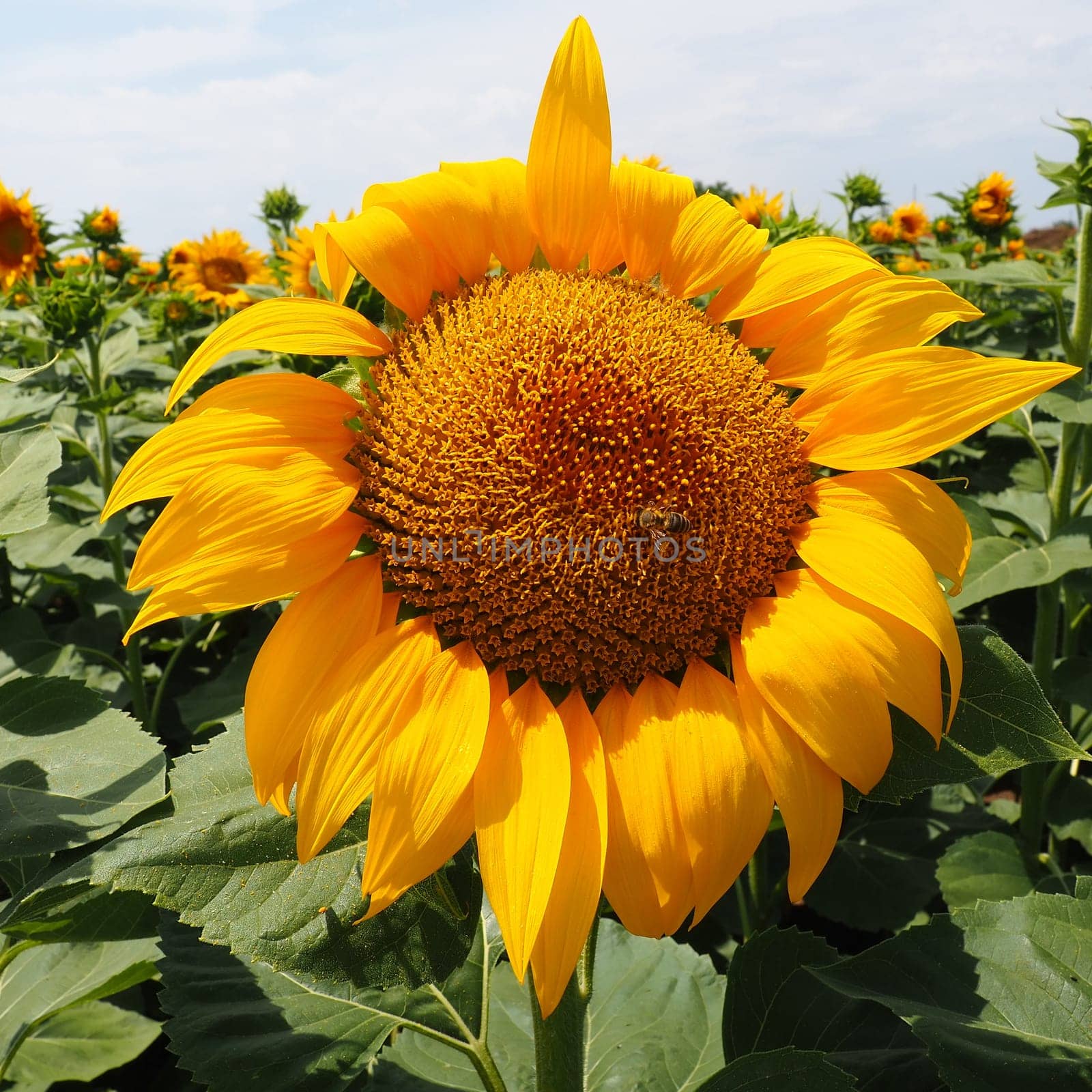 The Helianthus sunflower is a genus of plants in the Asteraceae family. Annual sunflower and tuberous sunflower. Agricultural field. Blooming bud with yellow petals. Furry leaves One big flower. A bee