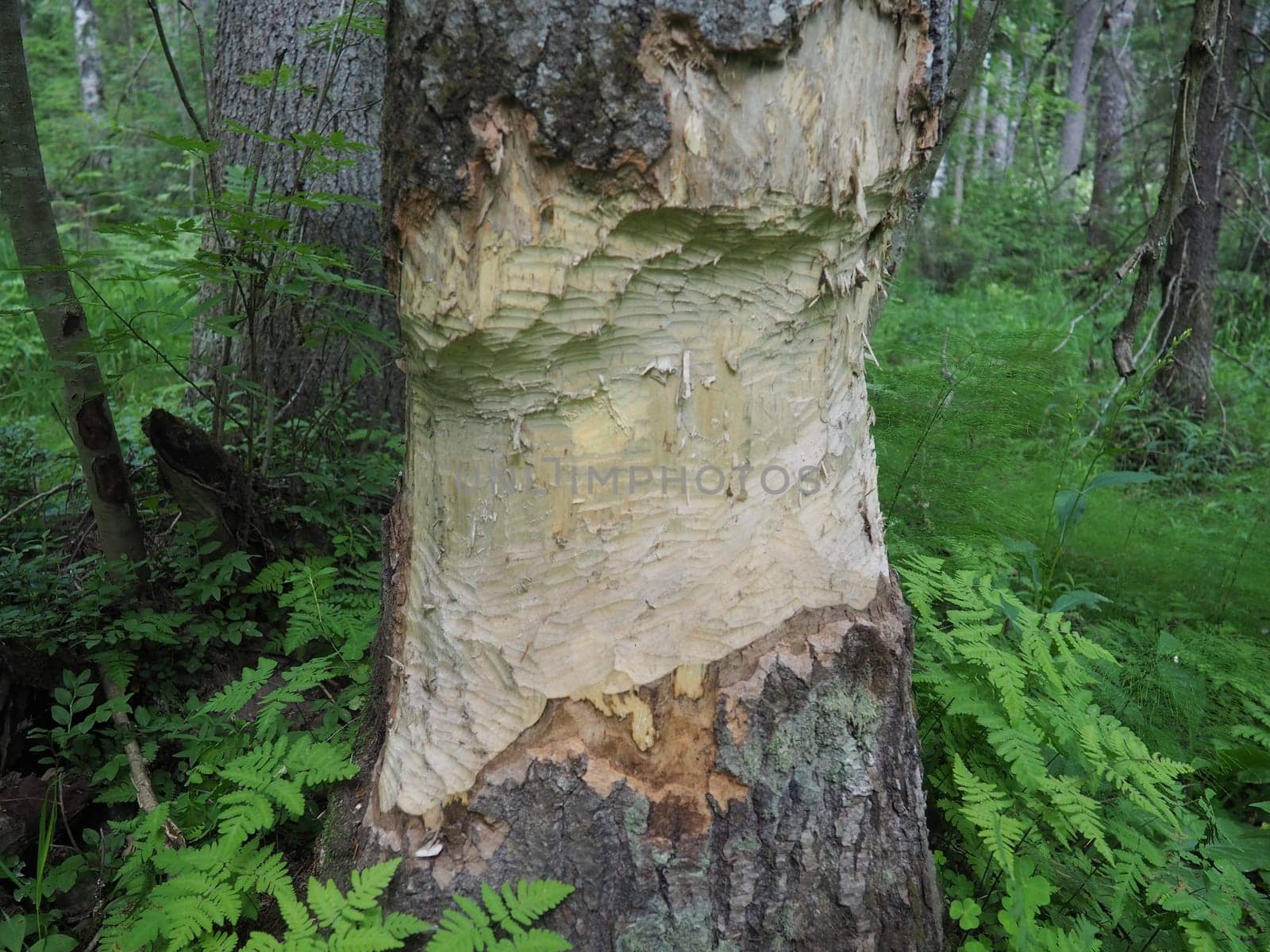 A tree gnawed by a beaver. Damaged bark and wood. The work of a beaver for the construction of a dam. Taiga, Karelia, Russia. Hunting and fishing. Life activity of European forest animals