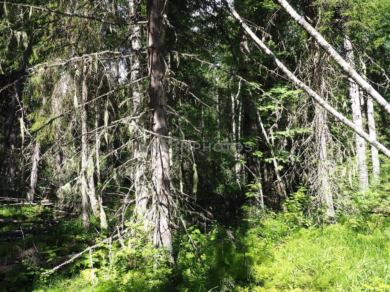 Taiga biome dominated by coniferous forests. Picea spruce, genus of coniferous evergreen trees in the Pine family Pinaceae. Russia, Karelia, Orzega. Dense forest. Terrible bowl. Wild deserted forest