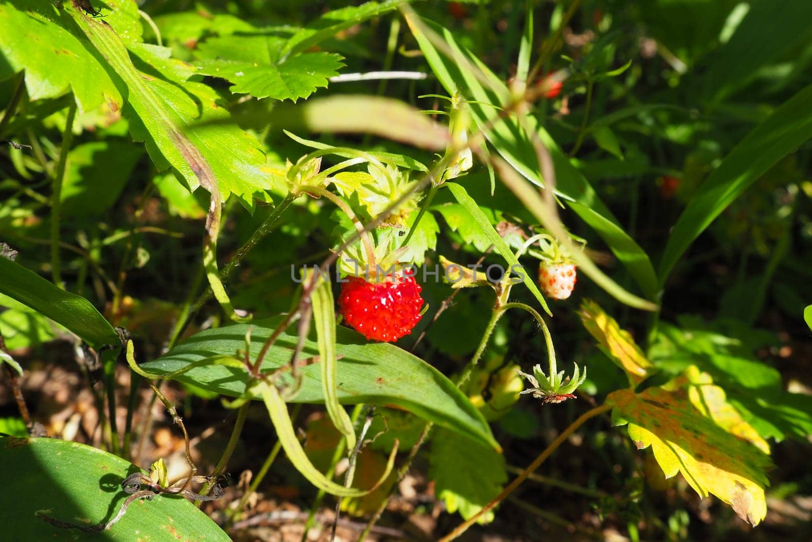 Strawberry Fragaria is a genus of perennial herbaceous plants in the rose family Rosaceae. Wild looking. Wild strawberries in the forest. Taiga, Karelia, Orzega.