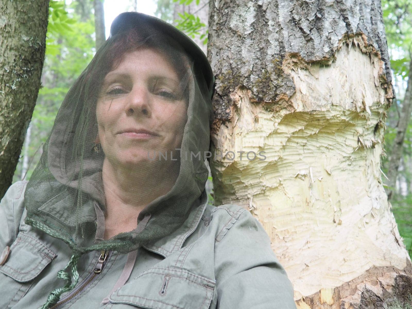 A tree gnawed by a beaver. Damaged bark and wood. The work of the beaver on the construction of the dam. Taiga, Karelia. Woman in anti-mosquito headwear near a tree trunk