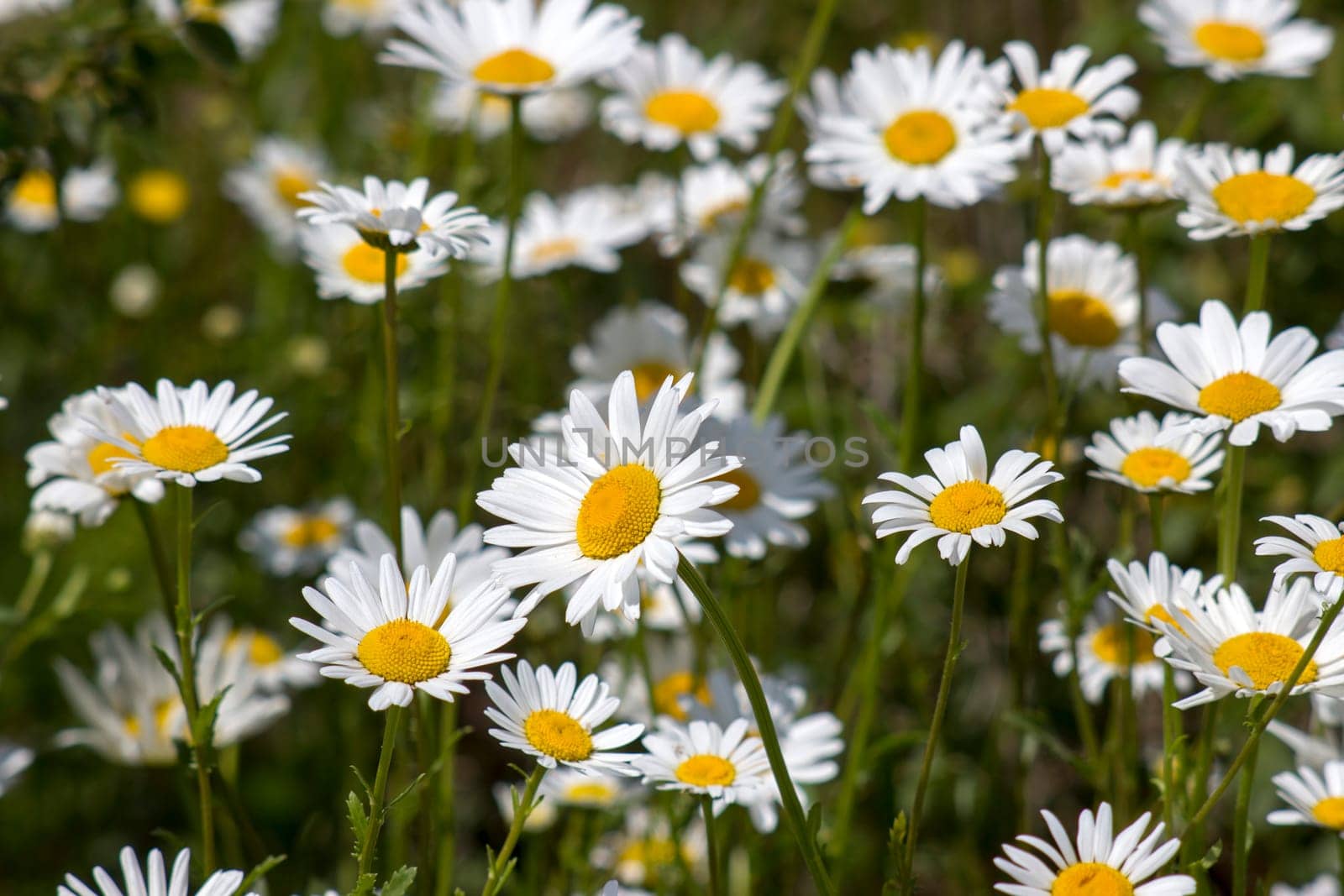 Ox-eye Daisy (Leucanthemum vulgare) in garden - close up