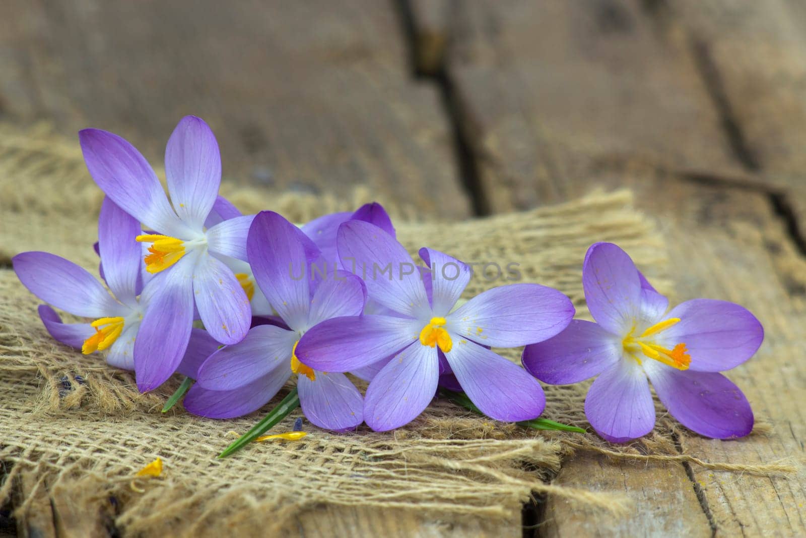 crocus - one of the first spring flowers on wooden background