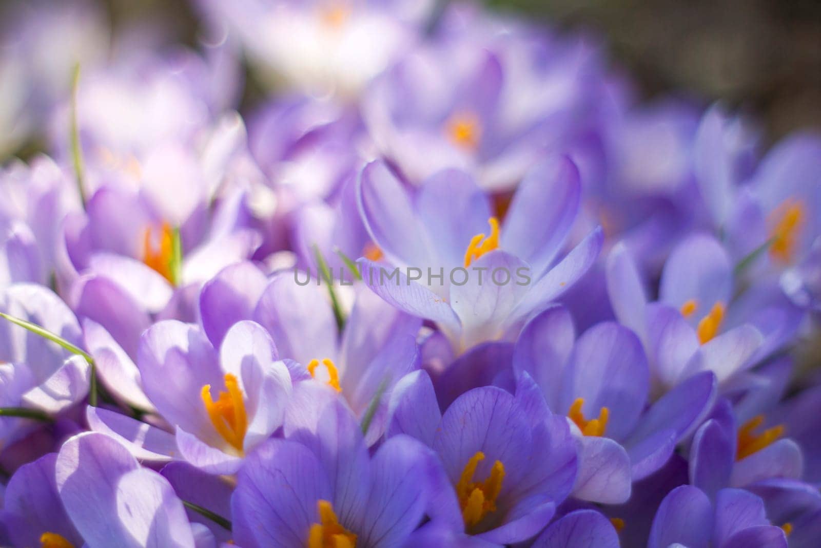 crocus flowers in the garden -  spring flowers - soft focus