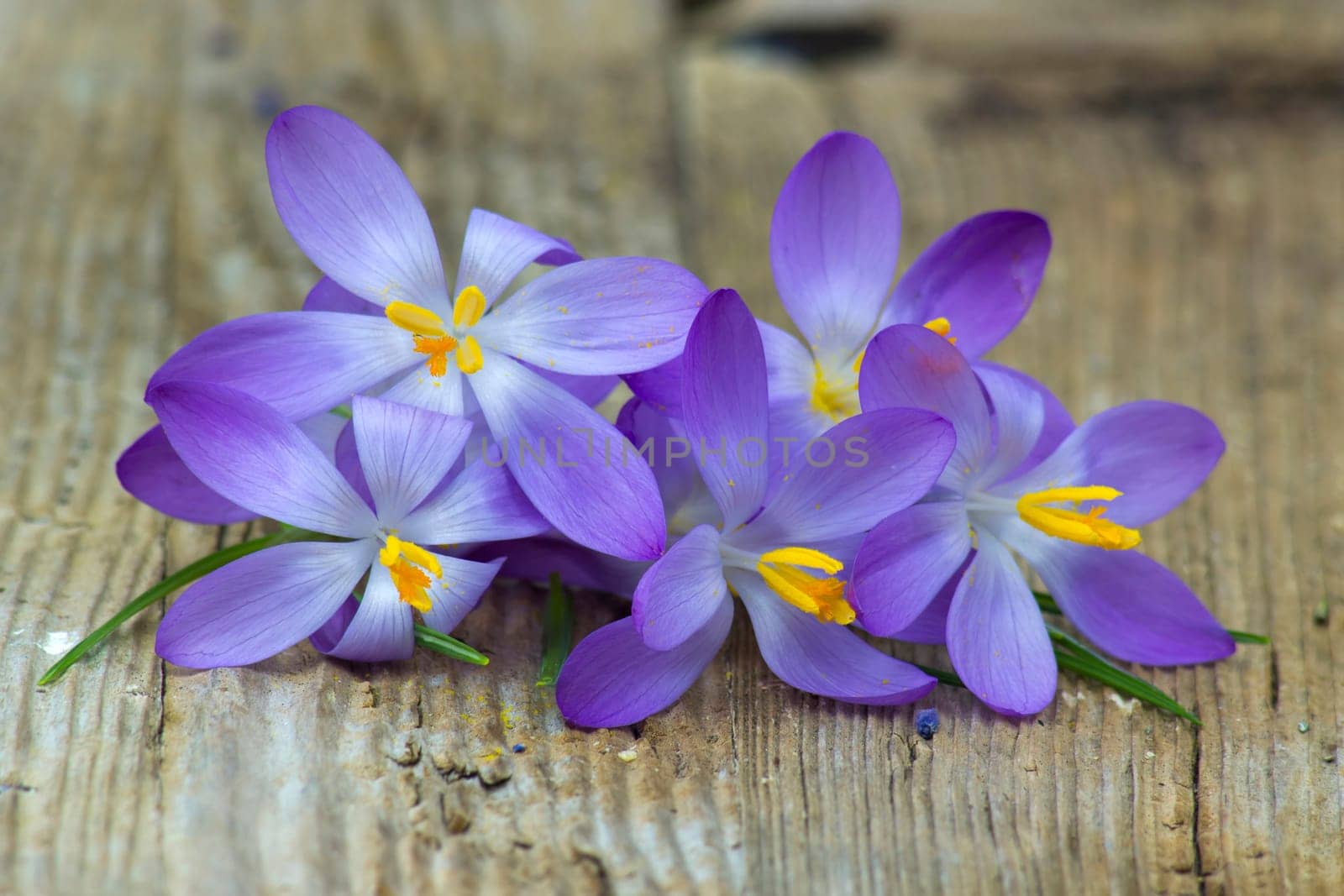 crocus - one of the first spring flowers on wooden background