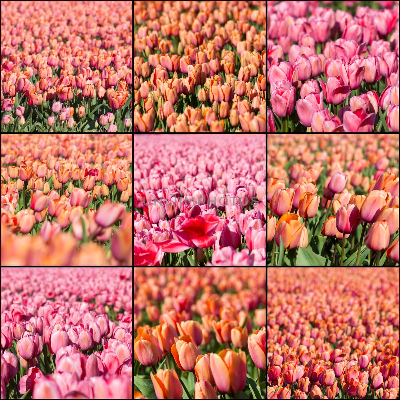Collage with tulips fowers - tulip field in the Netherlands