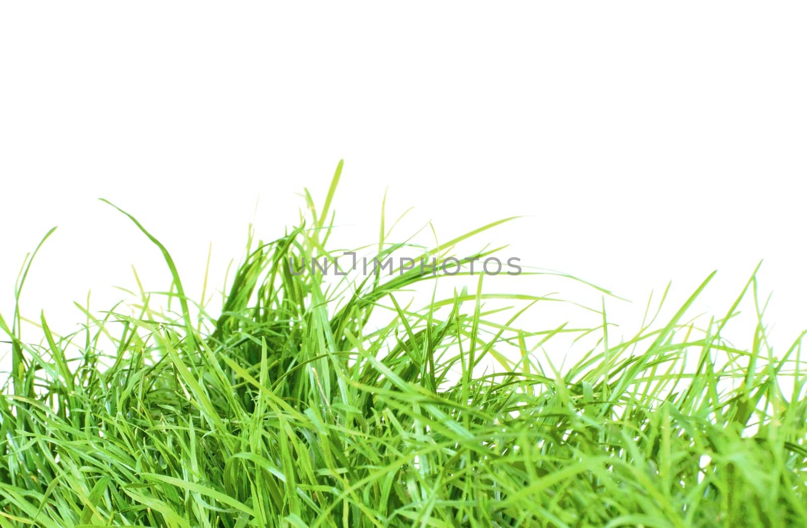 Isolated fresh green grass background for spring or easter