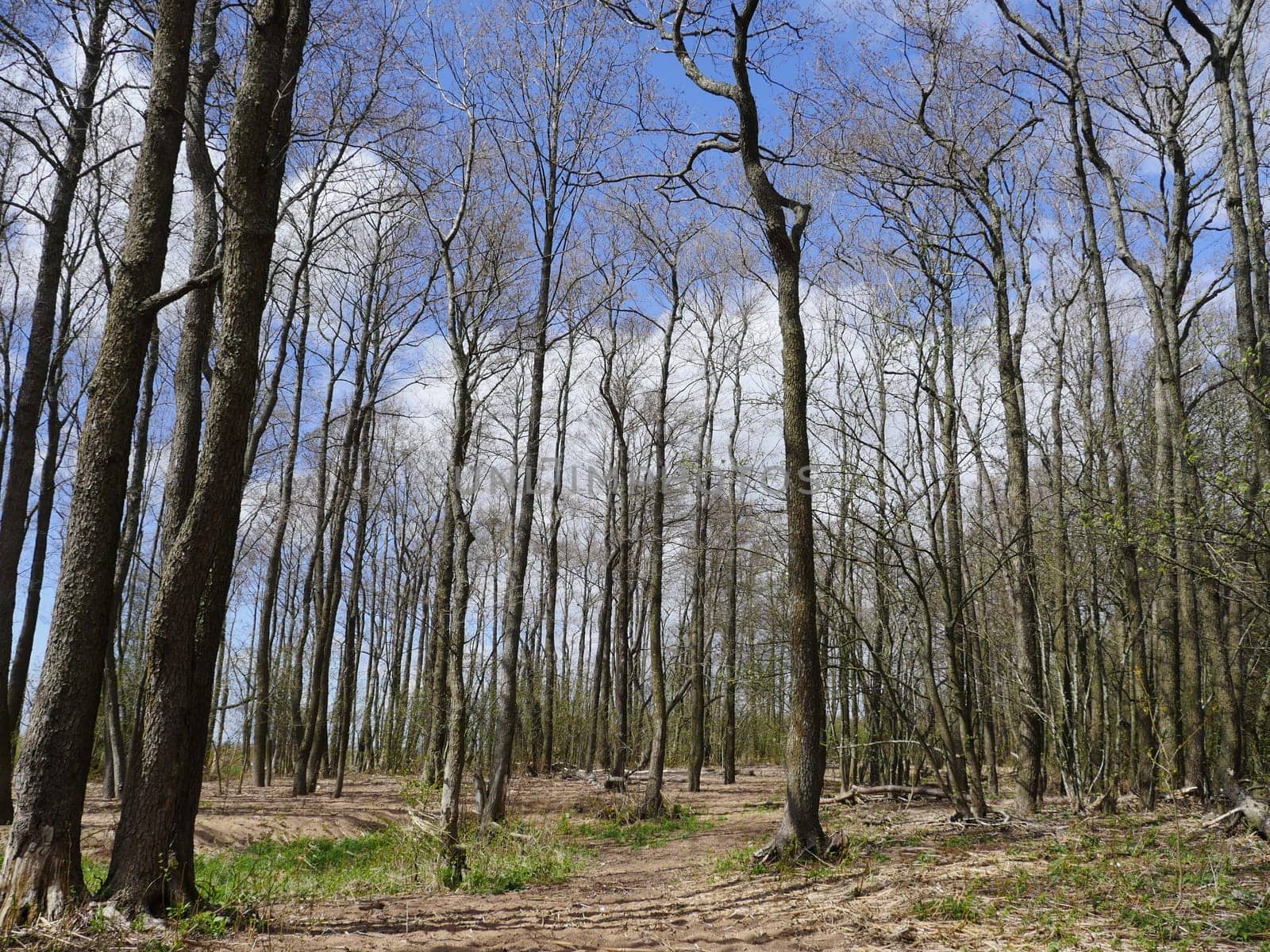spring forest, tall trees bare without leaves, first green grass landscape