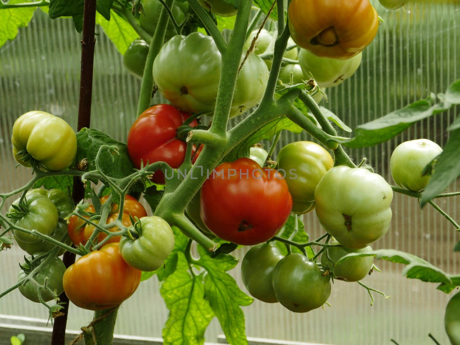 Tomatoes ripe redder and not ripe green on a branch in a greenhouse