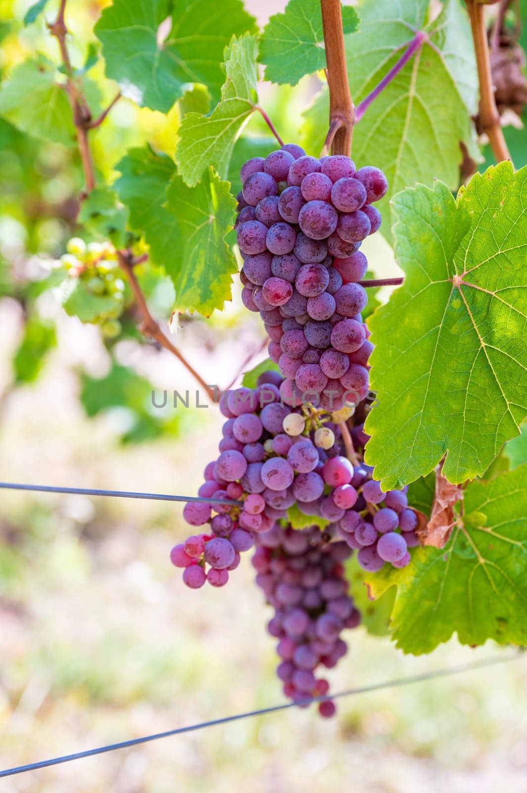 Close-up Purple grapes hang on a vine plant in a wine country during autumn