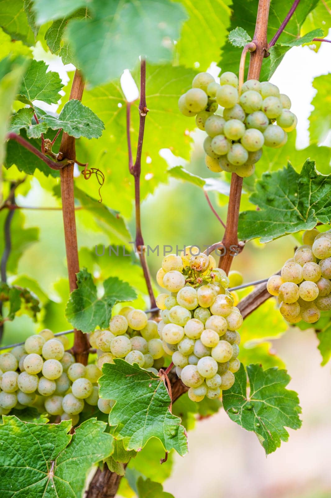 Close-up bright yellow wine grapes hang on a vine plant in a wine country during autumn, green leafs around the grapes