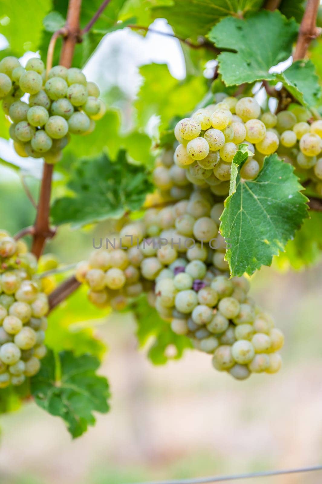 Close-up bright yellow wine grapes hang on a vine plant in a wine country during autumn, green leafs around the grapes