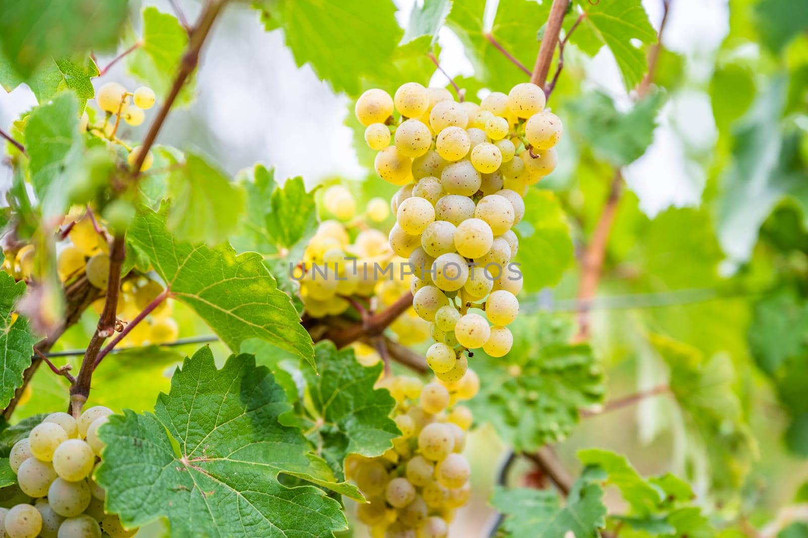Close-up bright yellow wine grapes hang on a vine plant in a wine country during autumn, green leafs around the grapes