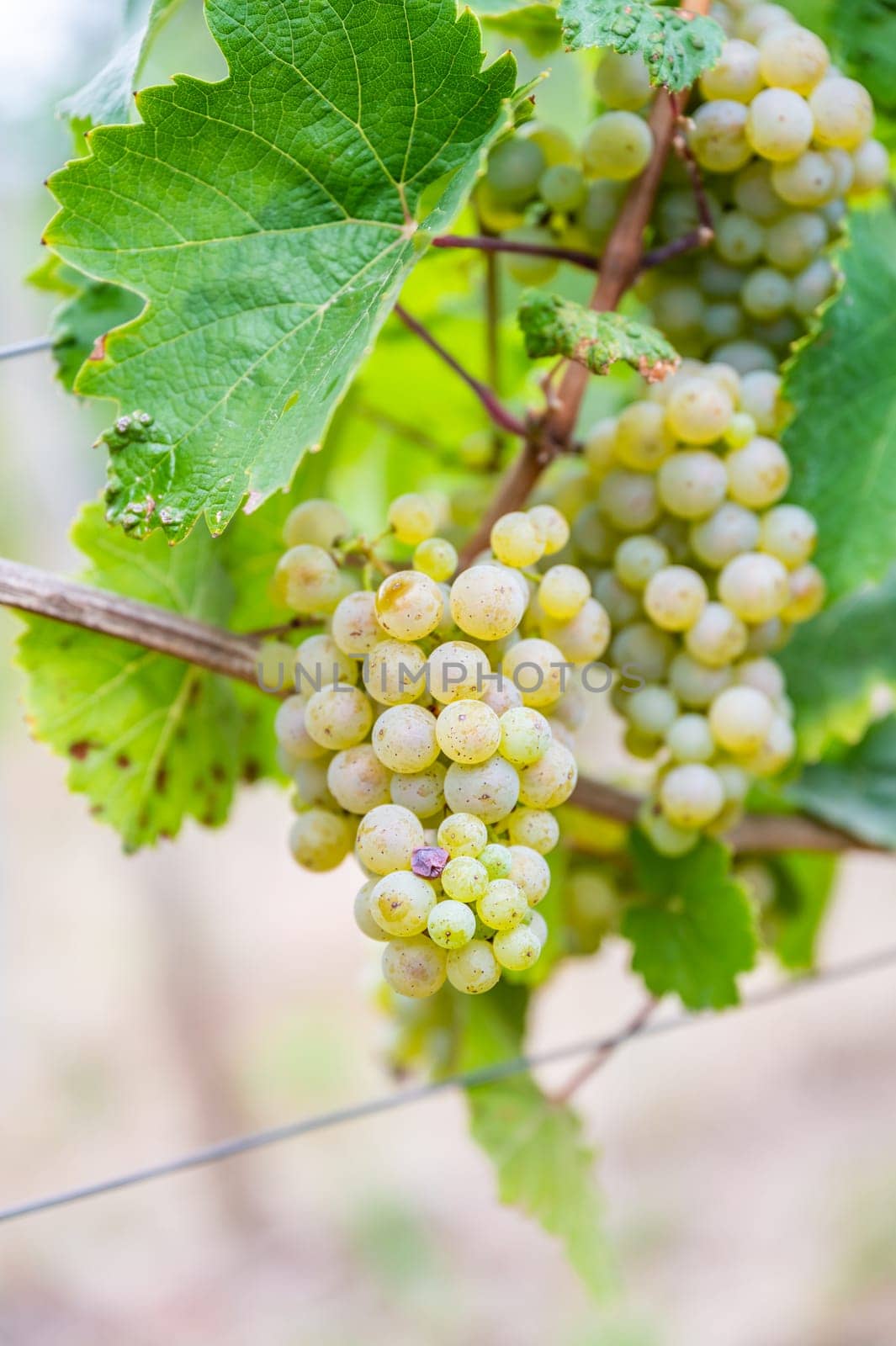 Close-up bright yellow wine grapes hang on a vine plant in a wine country during autumn, green leafs around the grapes